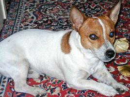 Jack Russel Terrier vermist
